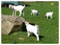 GoatsonRock.jpg