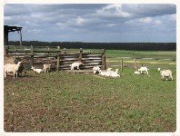 GoatsinField.jpg