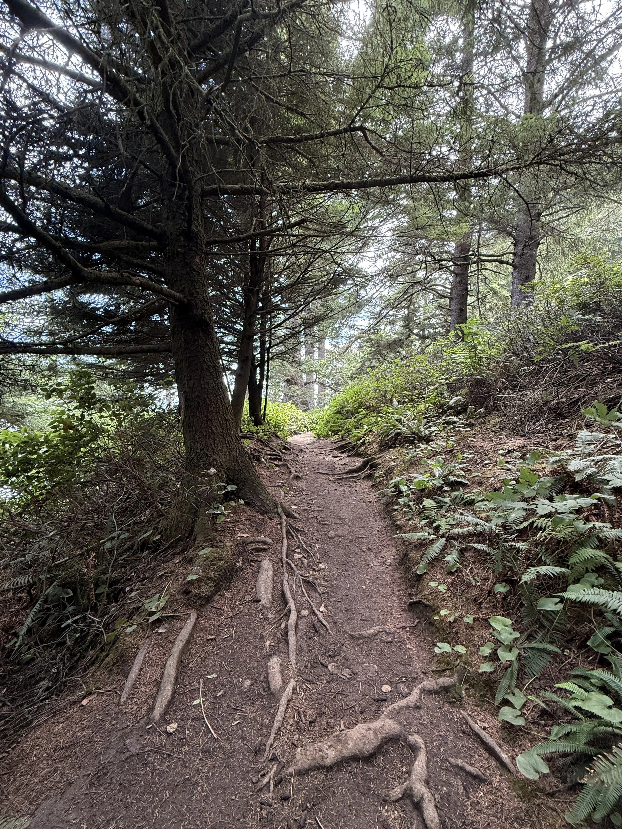 A dirt trail winding through a forest with tall trees and green foliage, with some roots exposed on the path.