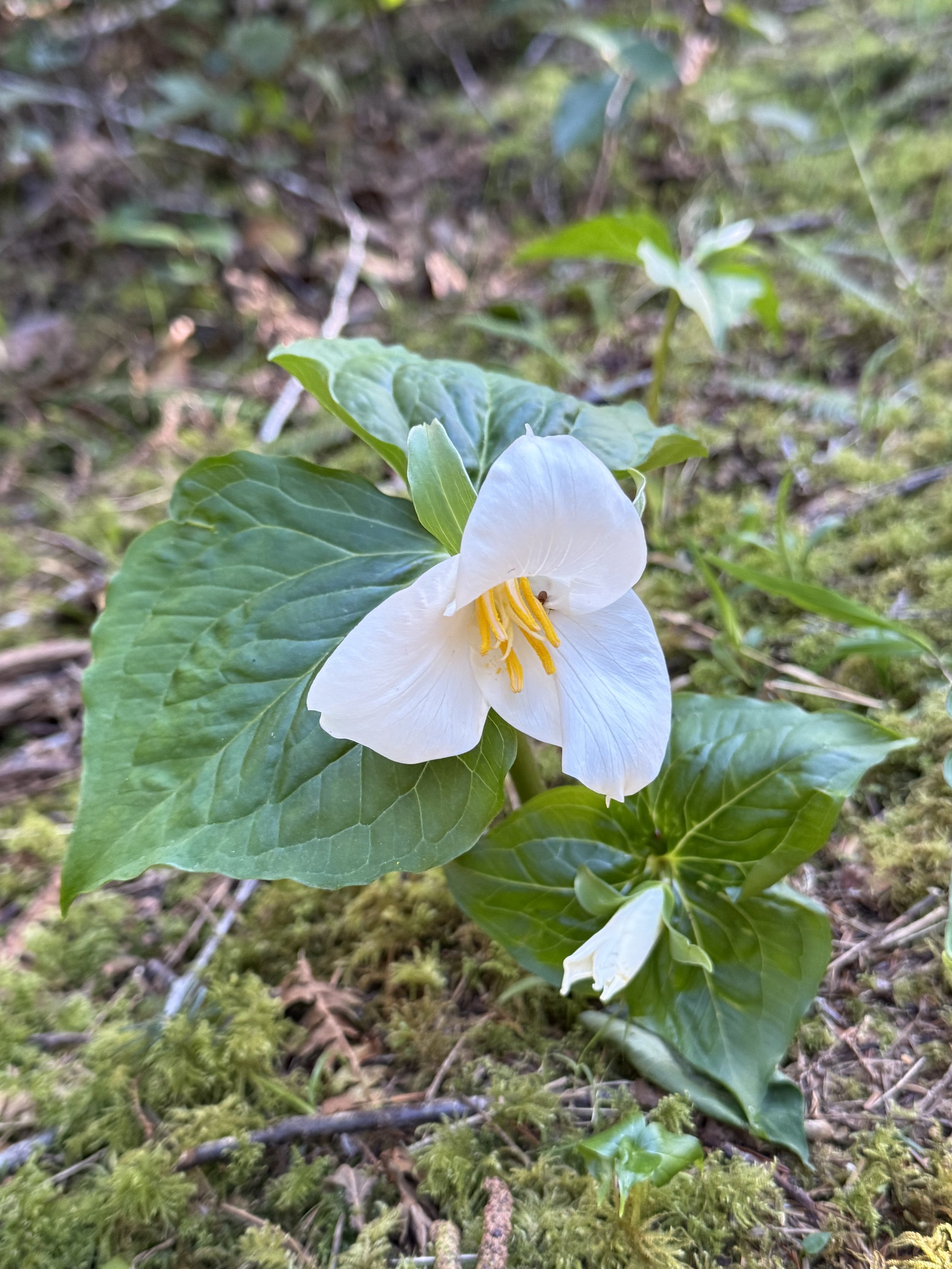 Close-up of a white flower with yellow stamens on a green leafy plant growing among moss and small twigs on the forest floor.
