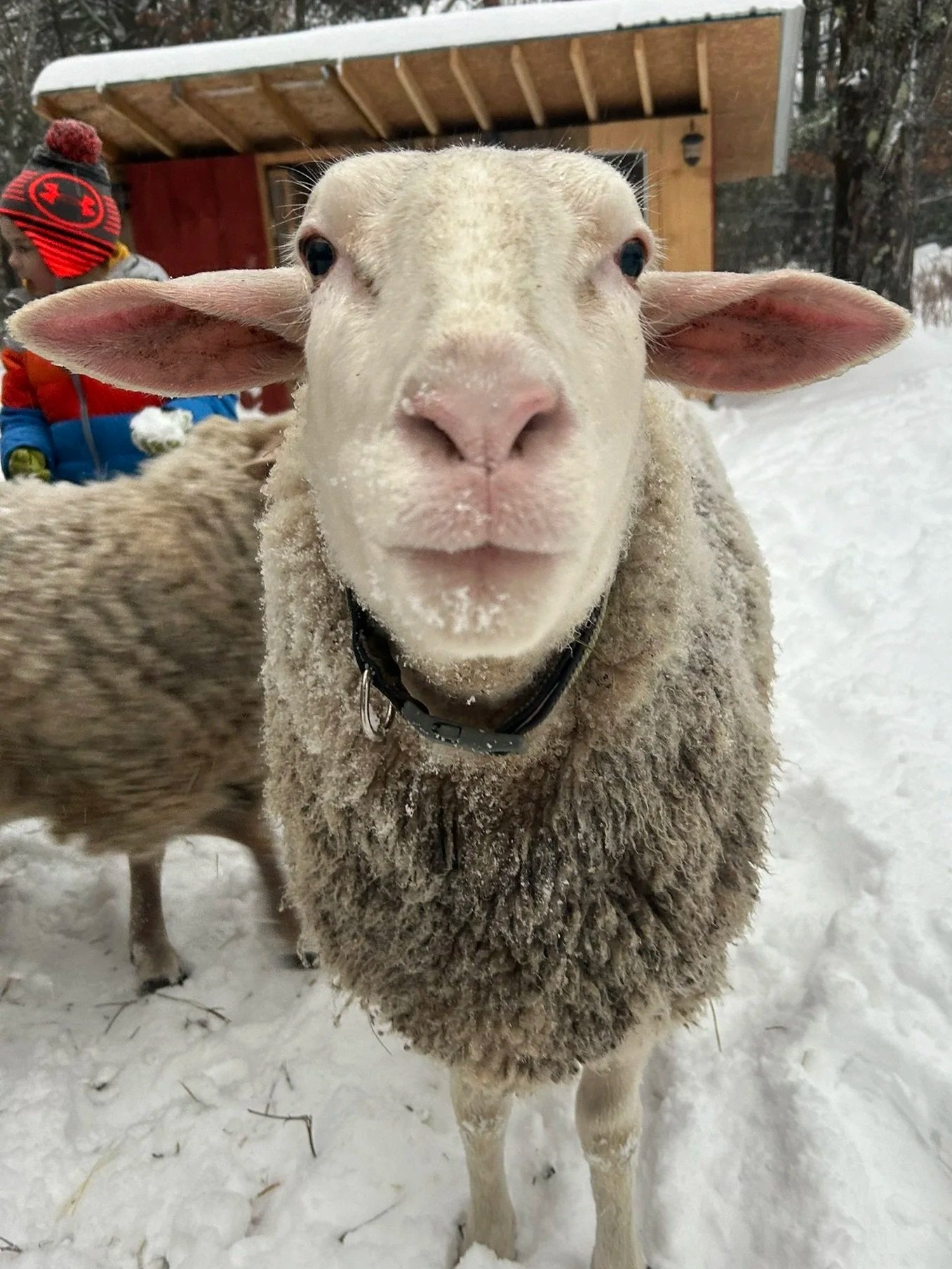 Male sheep looking at the camera. Wearing a collar and snow on his wool