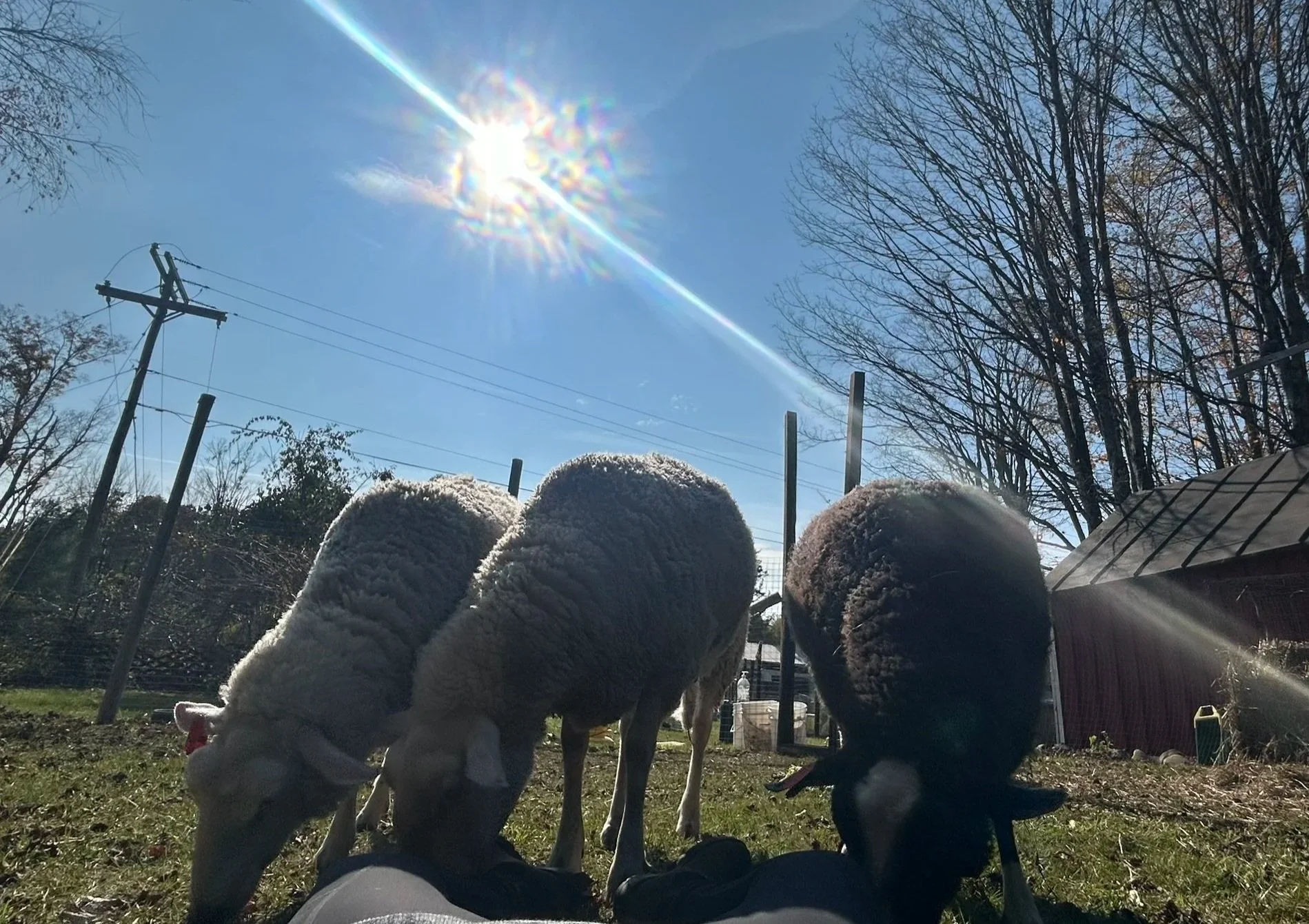 Three sheet grazing with the sun shining behind them
