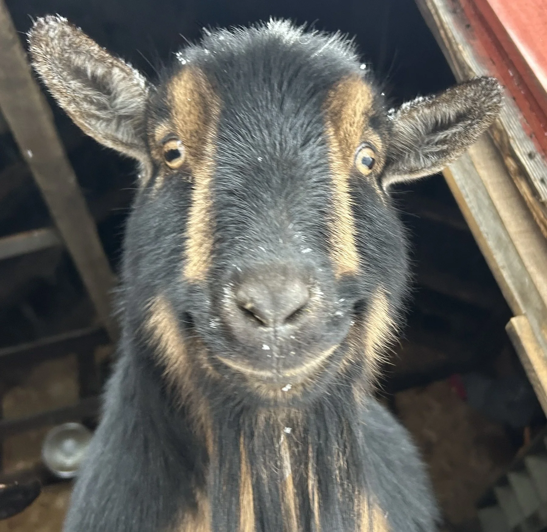 Picture of Socks (the goat). he looks like he is smiling