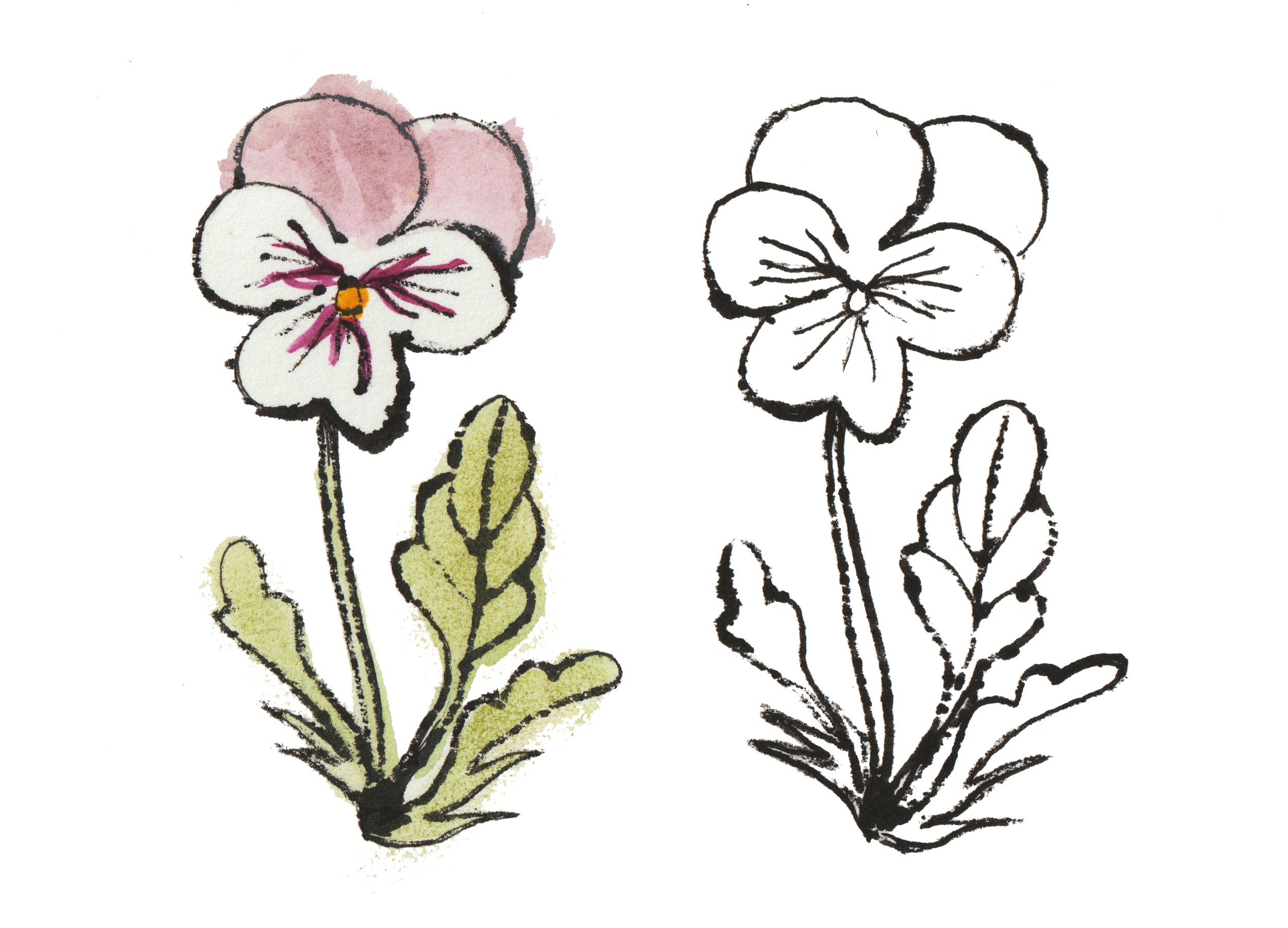 Pansies copy.png