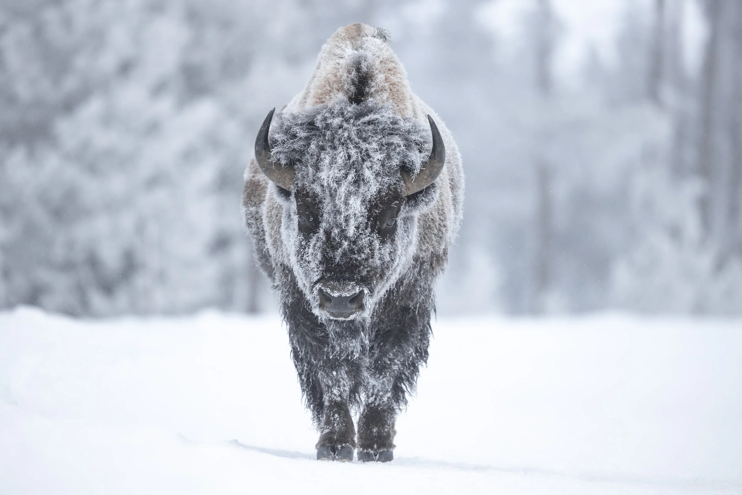 frosty bison in yellowstone interior