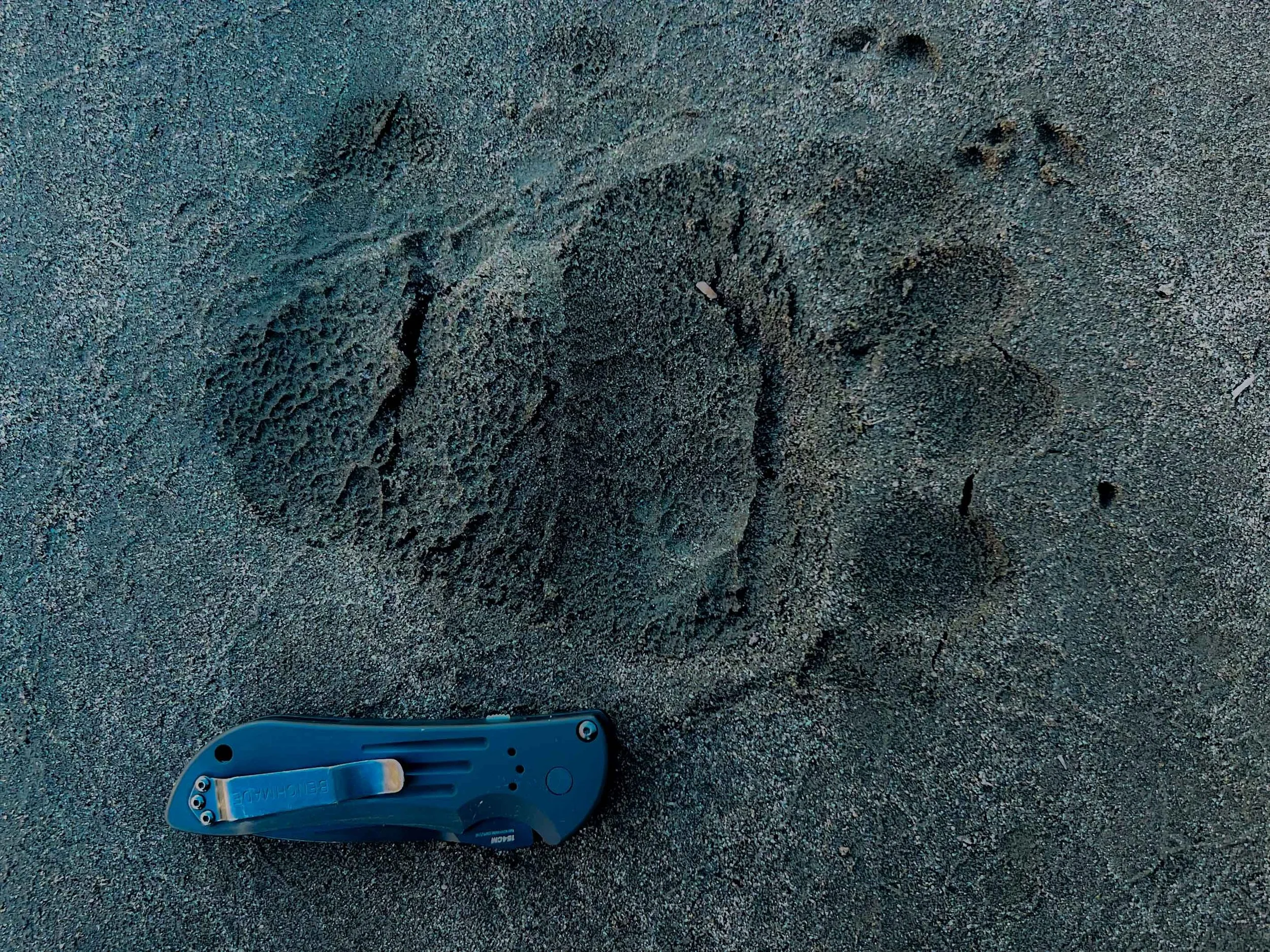 Grizzly bear track, on the wild Yellowstone landscape.
