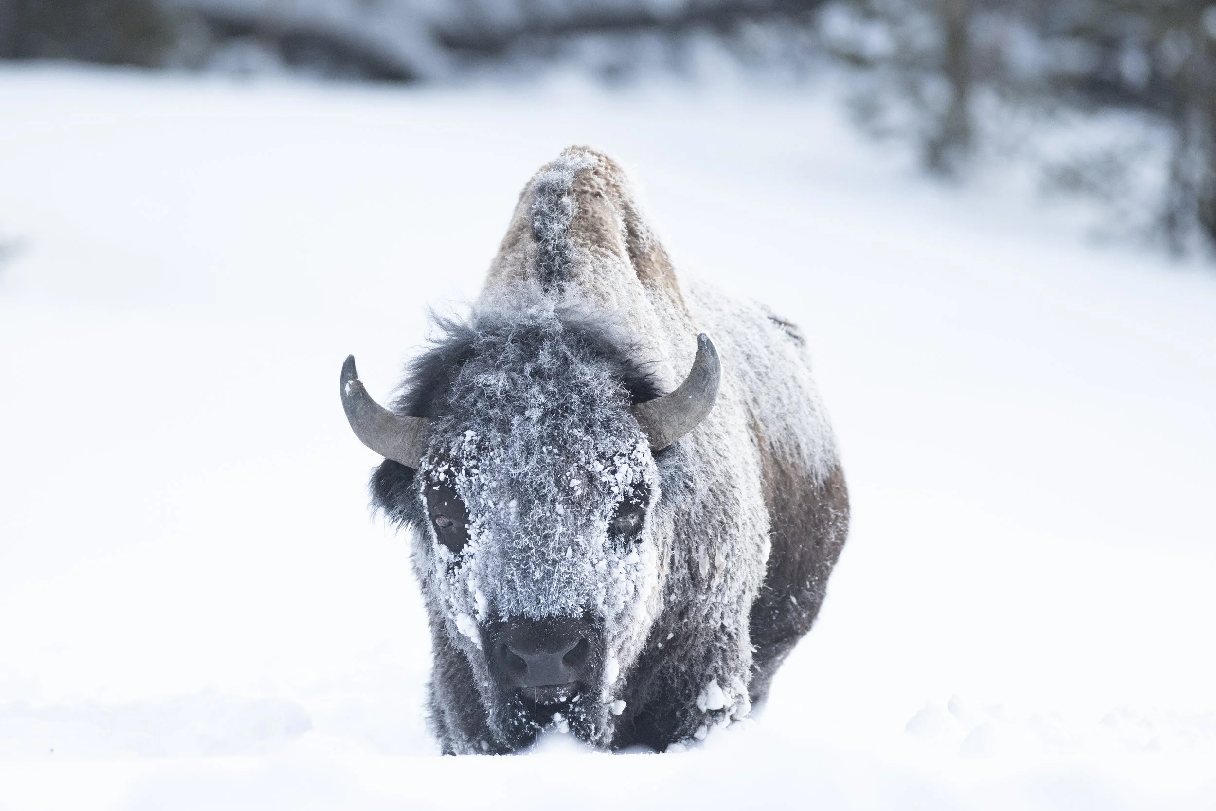 frosty bison in yellowstone interior