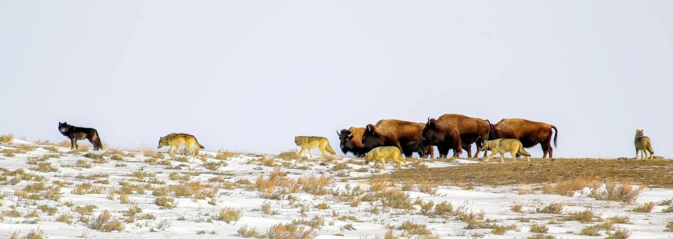 watching wolves and bison in Yellowstone