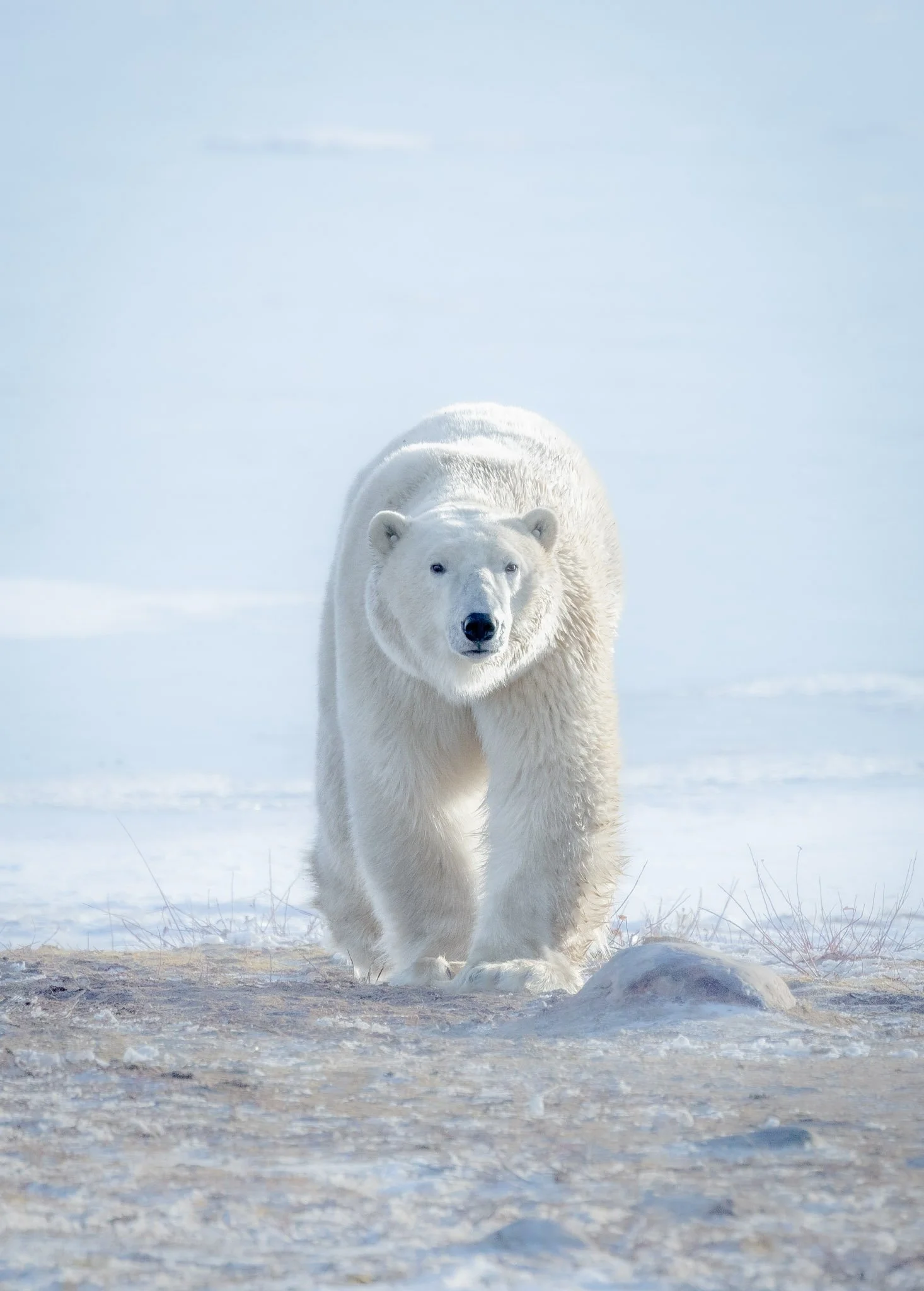 Polar bear walking on snowy terrain