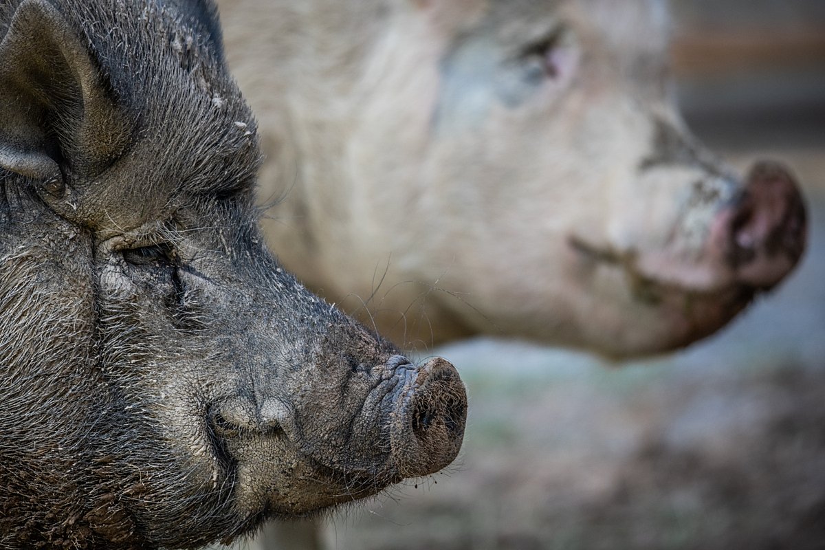 Jo-Anne McArthur / We Animals