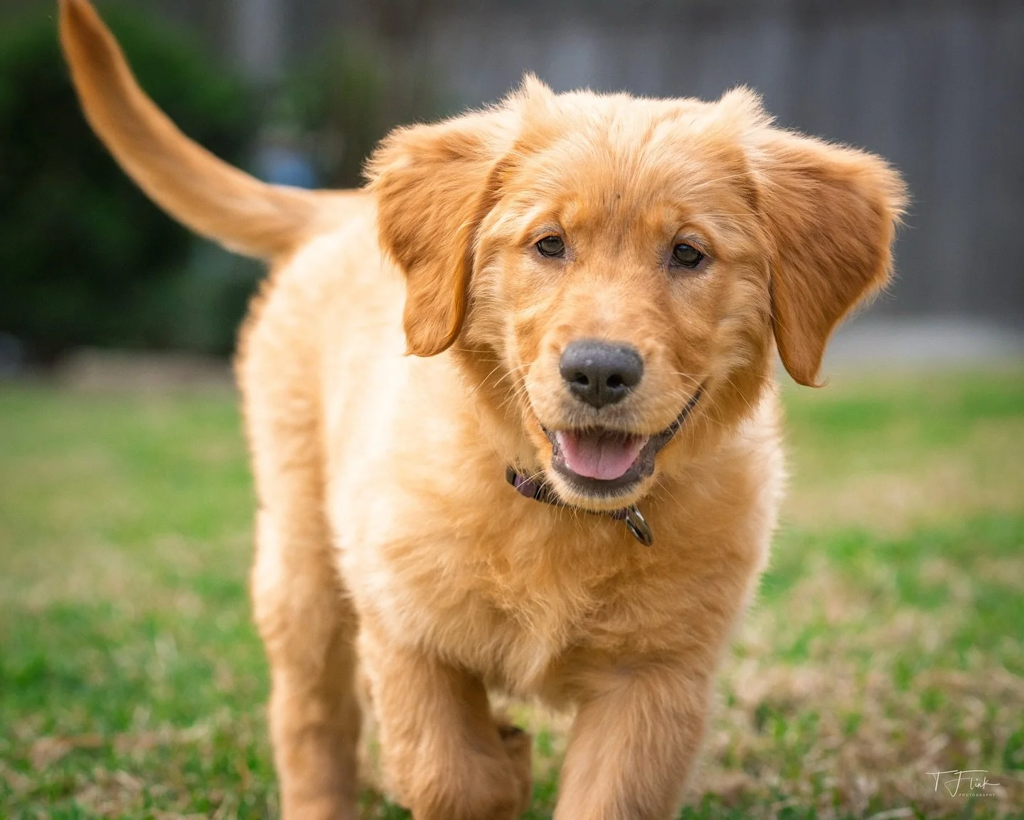 Meet Bailey.  Looking forward to many adventures together.