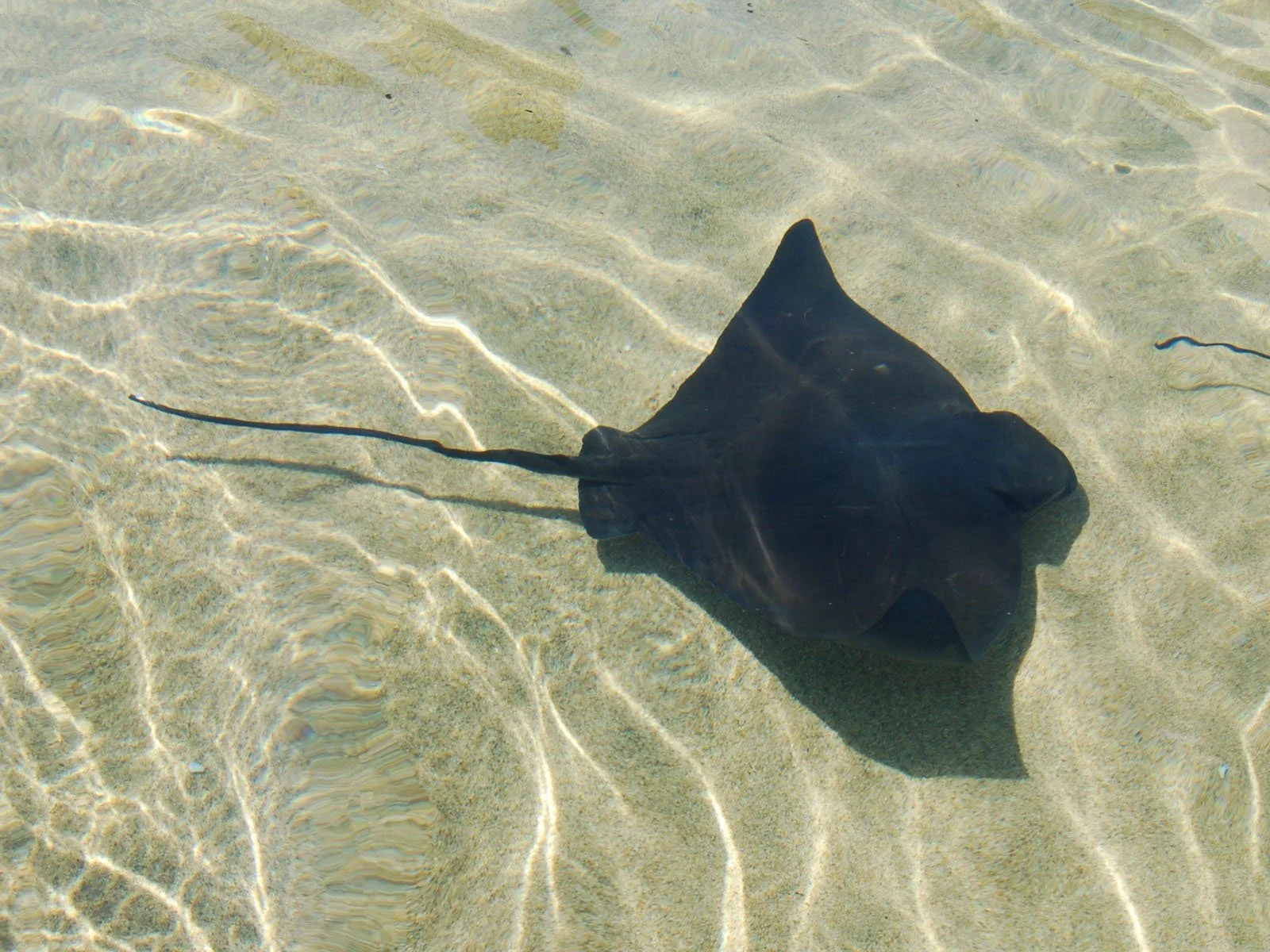 Stingrays of San Diego Beaches: What You Should Know