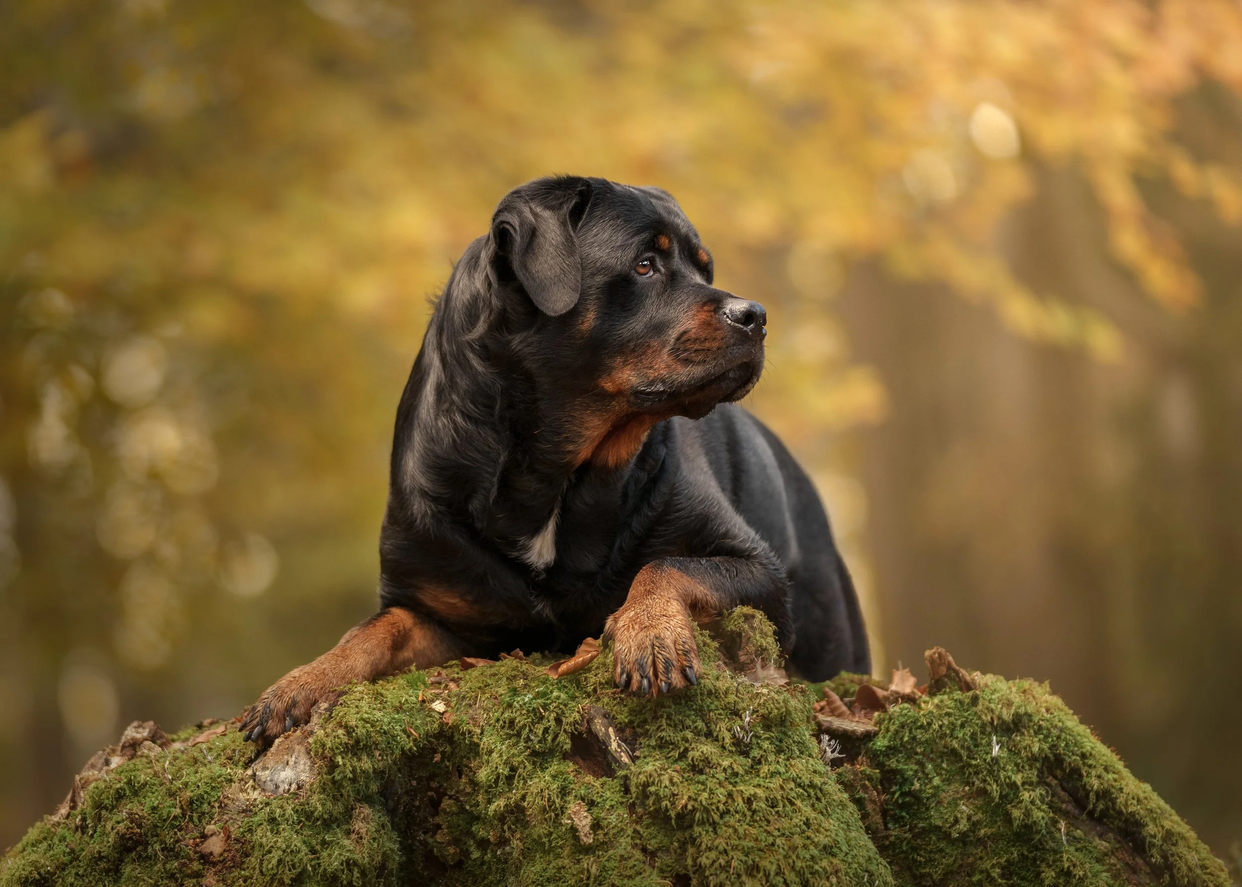 Lying on Mossy Stump.jpg