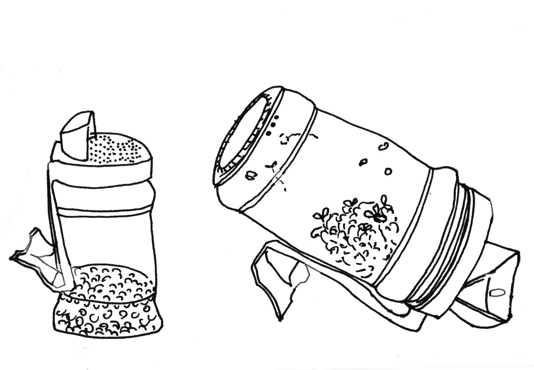 graines germes_02.jpg