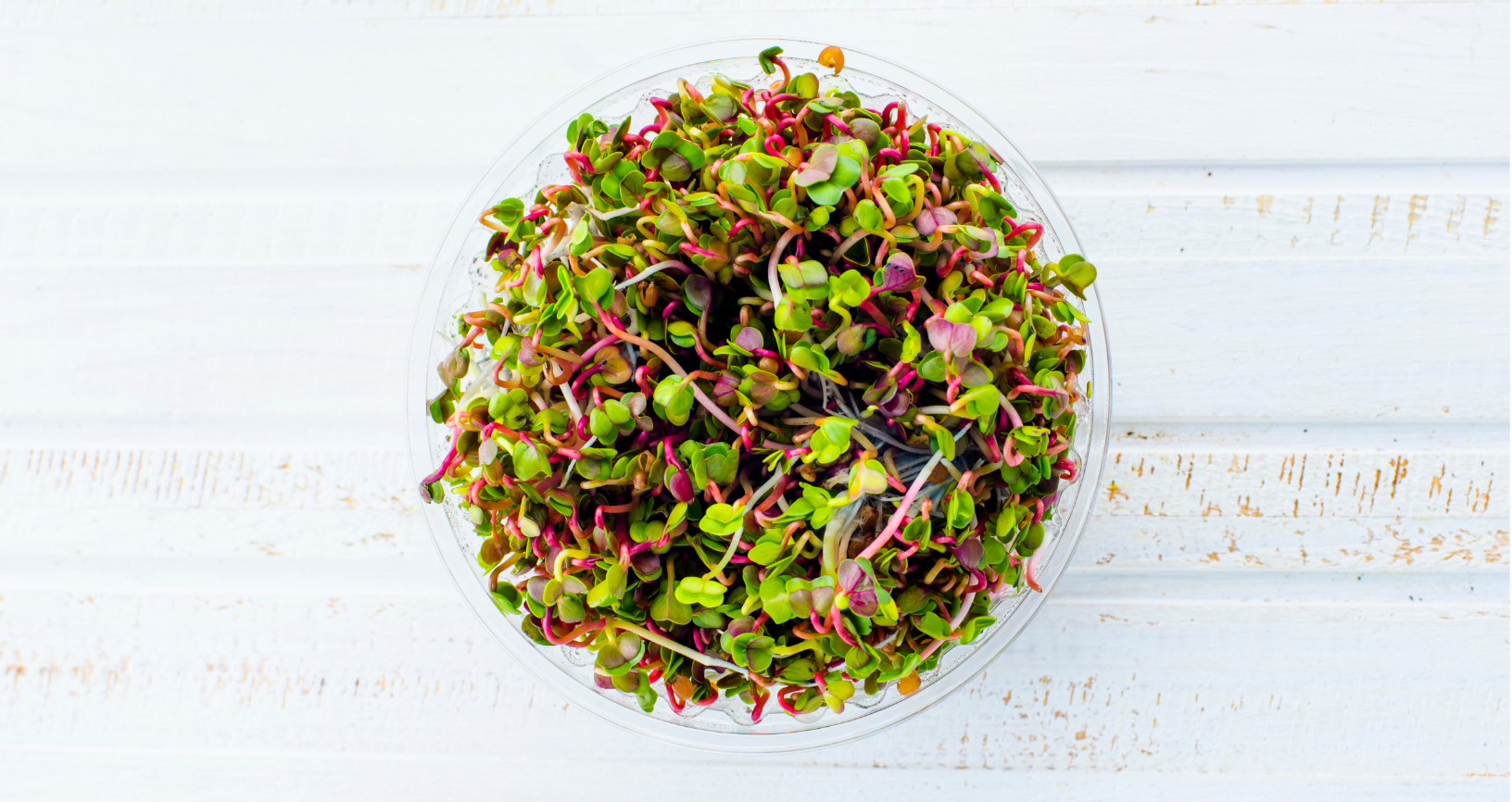 Φύτρα: αυτές οι μικροσκοπικές βόμβες ζωτικότητας.