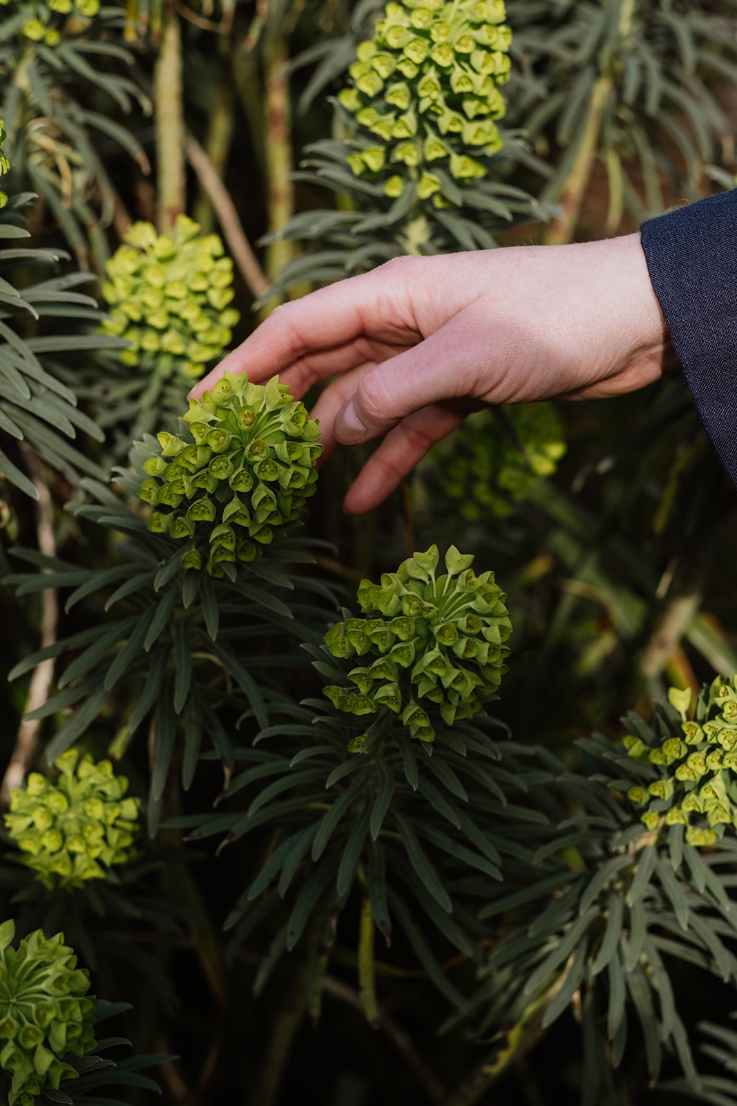 Een hand die groene bloemen of knoppen van een plant aanraakt, met een achtergrond van vergelijkbare planten.