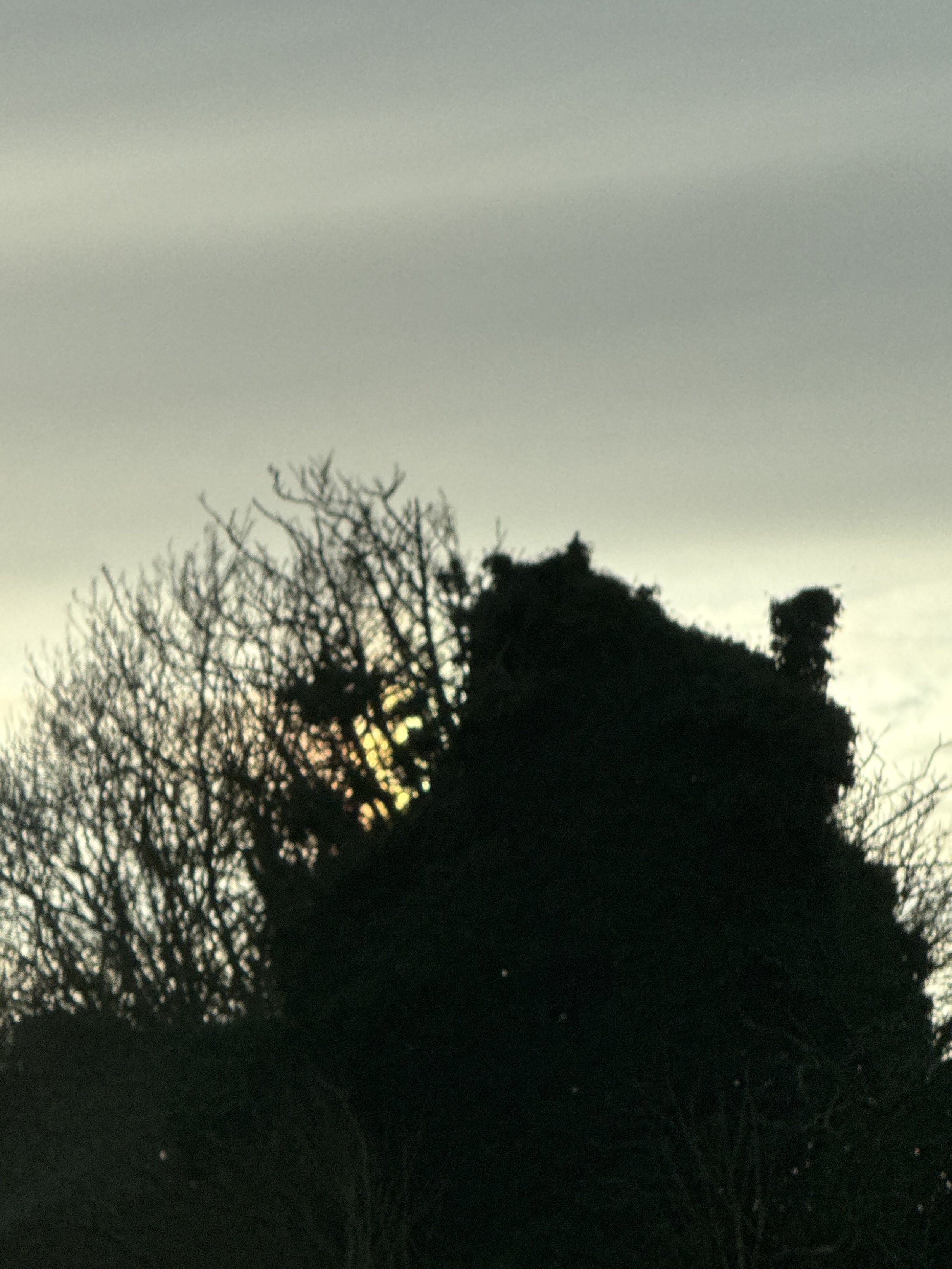 IMG_4163.jpeg