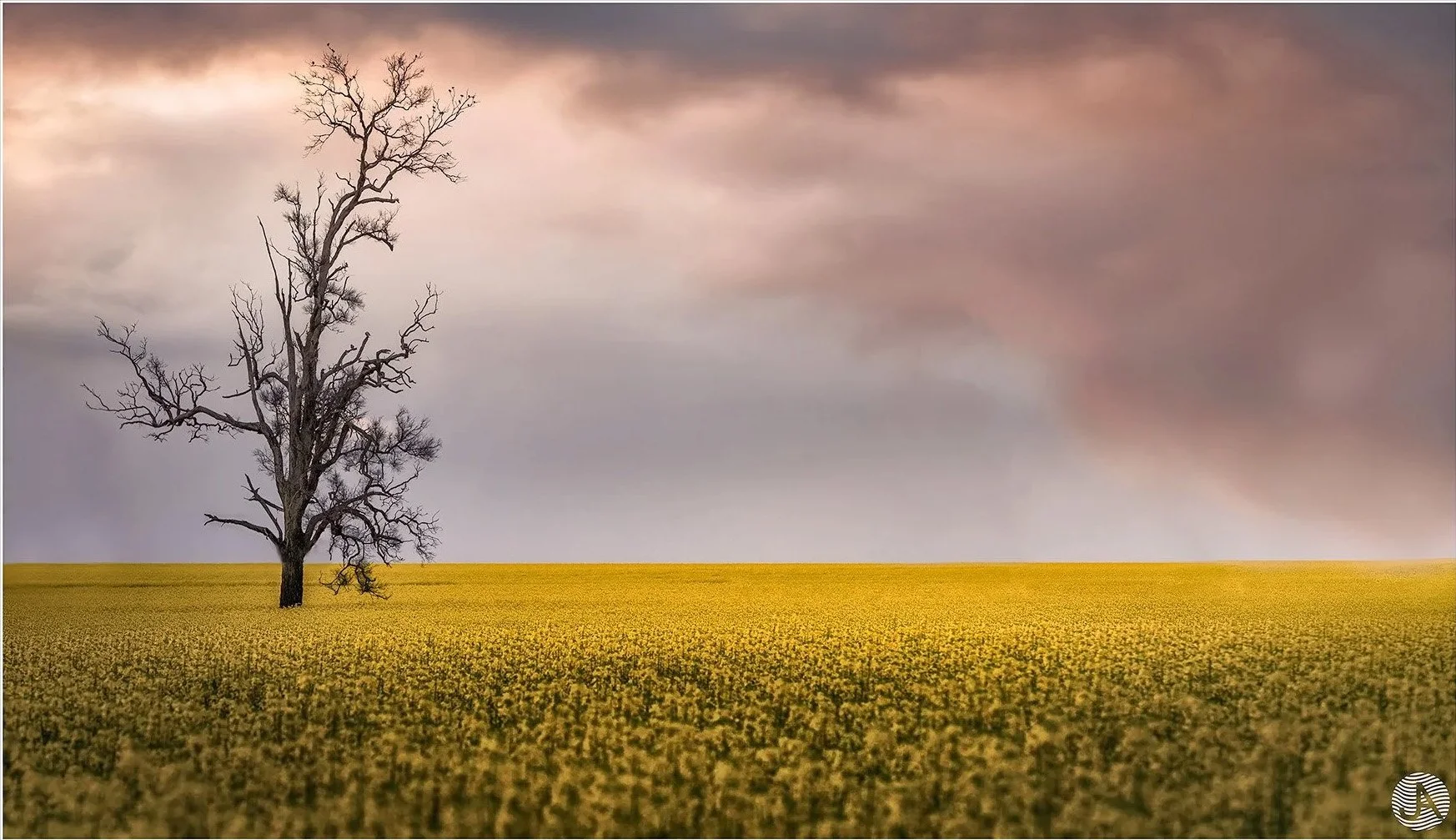 breeza-plain-canola-field-and-tree.jpg