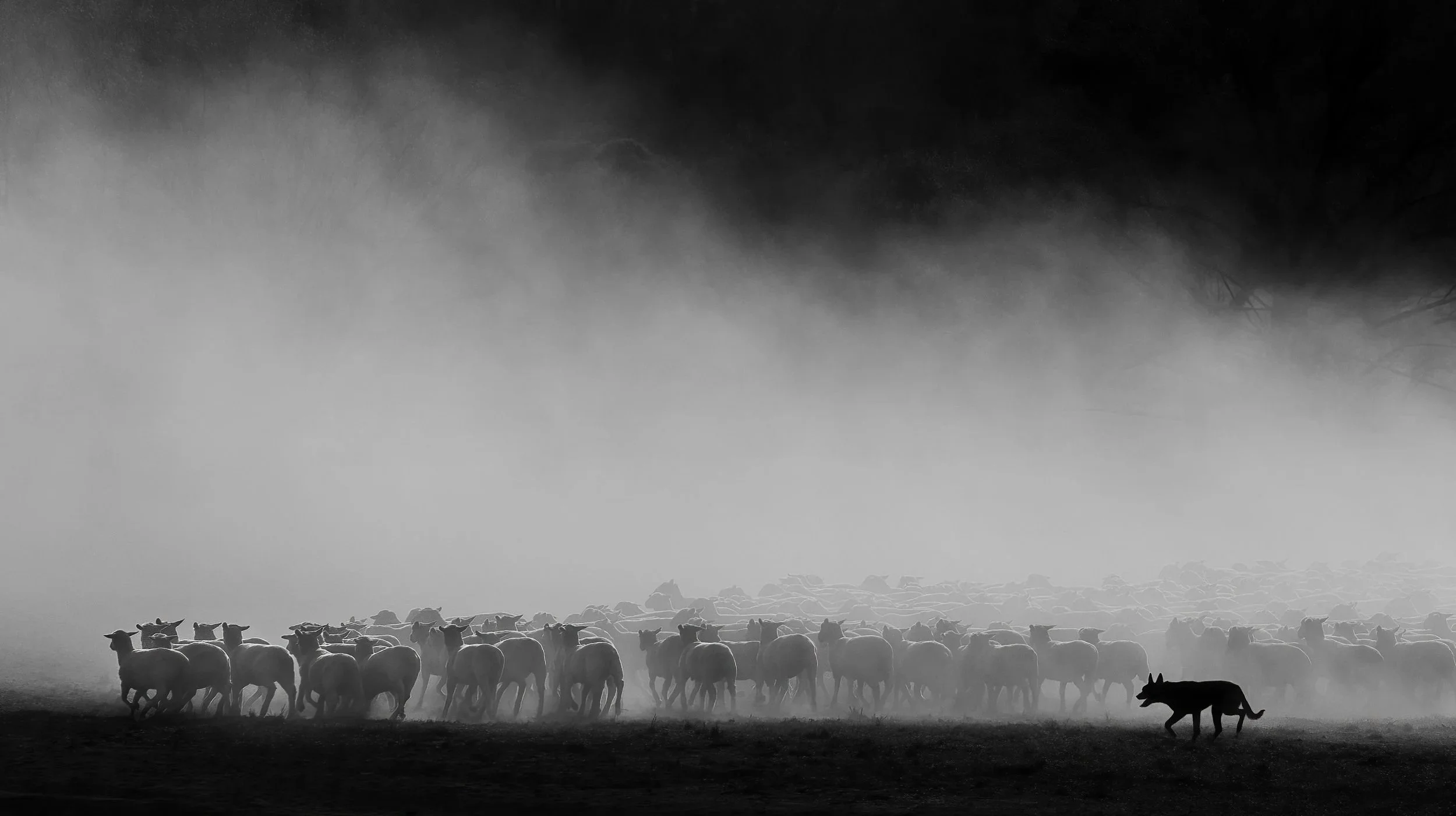 craig-williams-photography-awards-a-sense-of-control.jpg