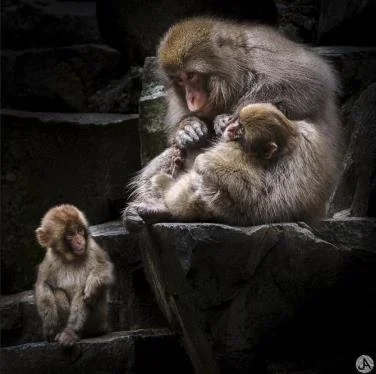 japan-snow-monkeys-2.webp