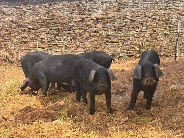 Strete Farm Our Large Black pigs rootling in the walled garden