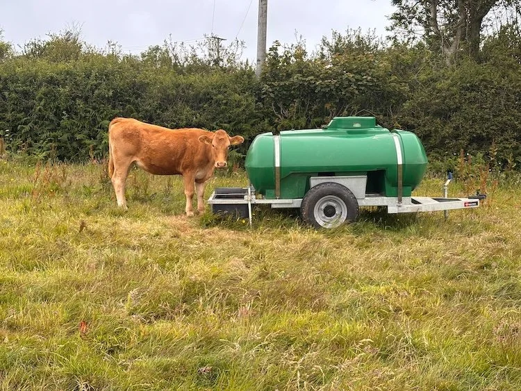 Our first customer, a South Devon cow, at the water bowser