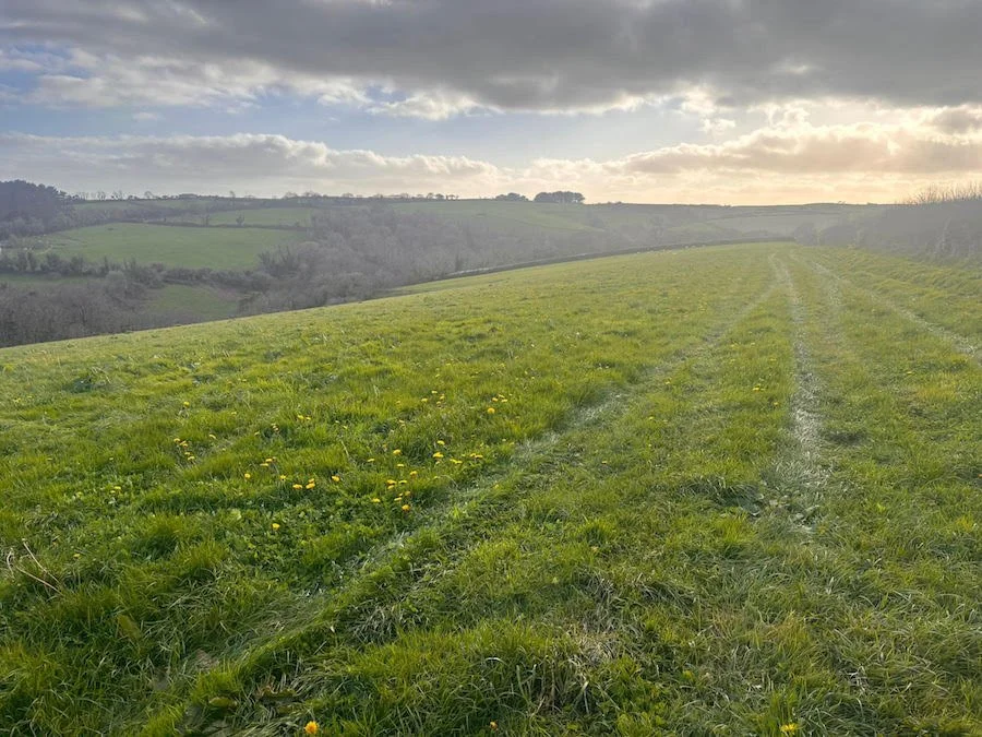 New grassland at Strete Farm in early spring