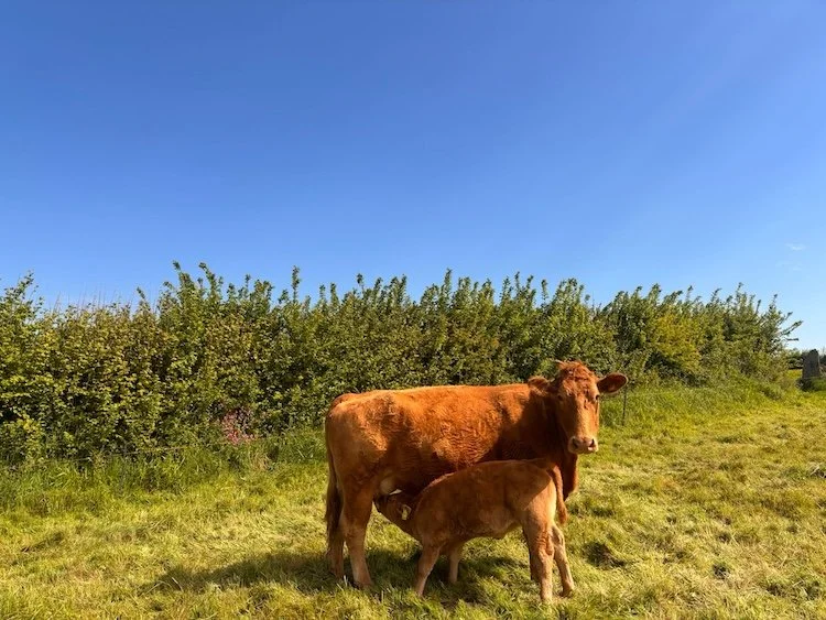 A cow and her calf enjoying natural grazing