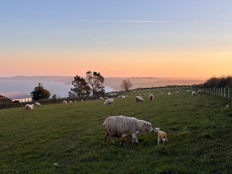 Lambs and ewes with a view of Slapton Ley