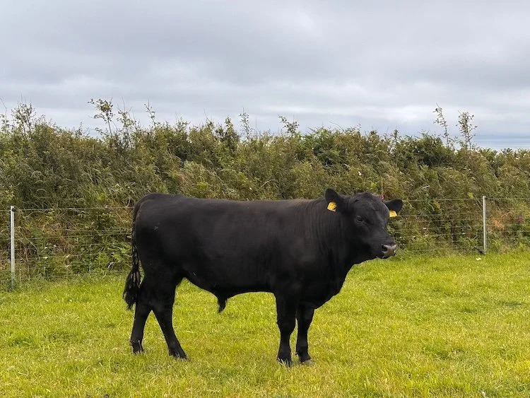 Our splendid new Aberdeen Angus