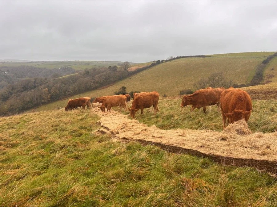 Livestock bale grazing in winter fields at Strete Farm
