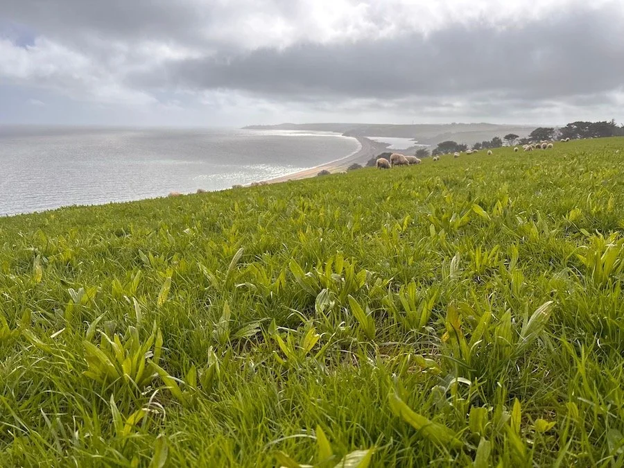 Mixed grasses and herbs establishing in spring pasture