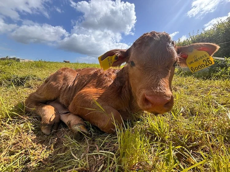 A newborn calf enjoying the late spring sunshine at Strete Farm, Devon