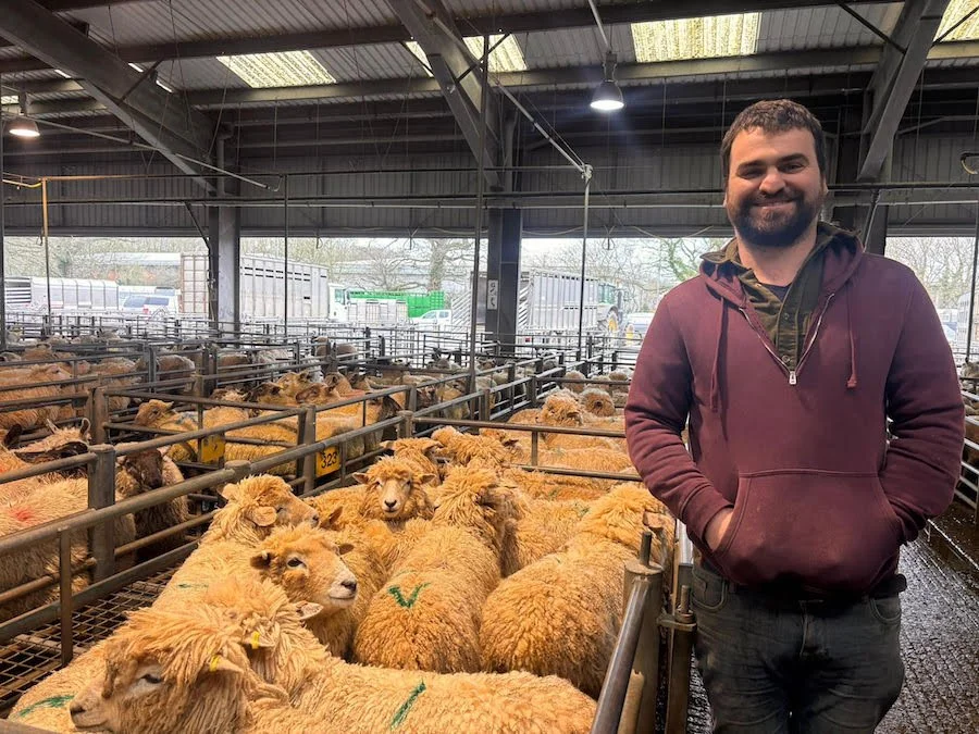 Lambs at local market representing Strete Farm produce