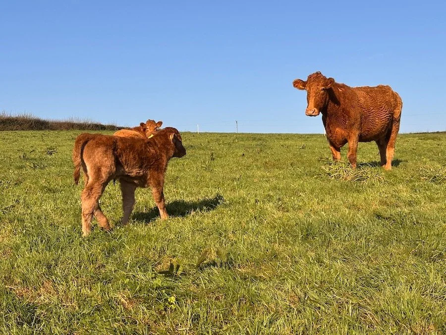 Young calves grazing and growing at Strete Farm
