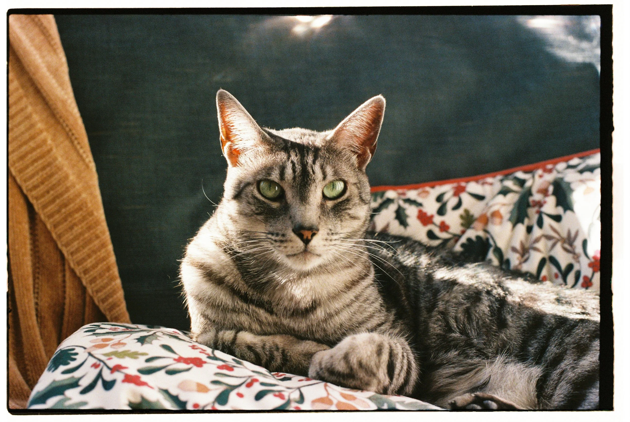 Jose Alfonso Gussianovich-4.jpg