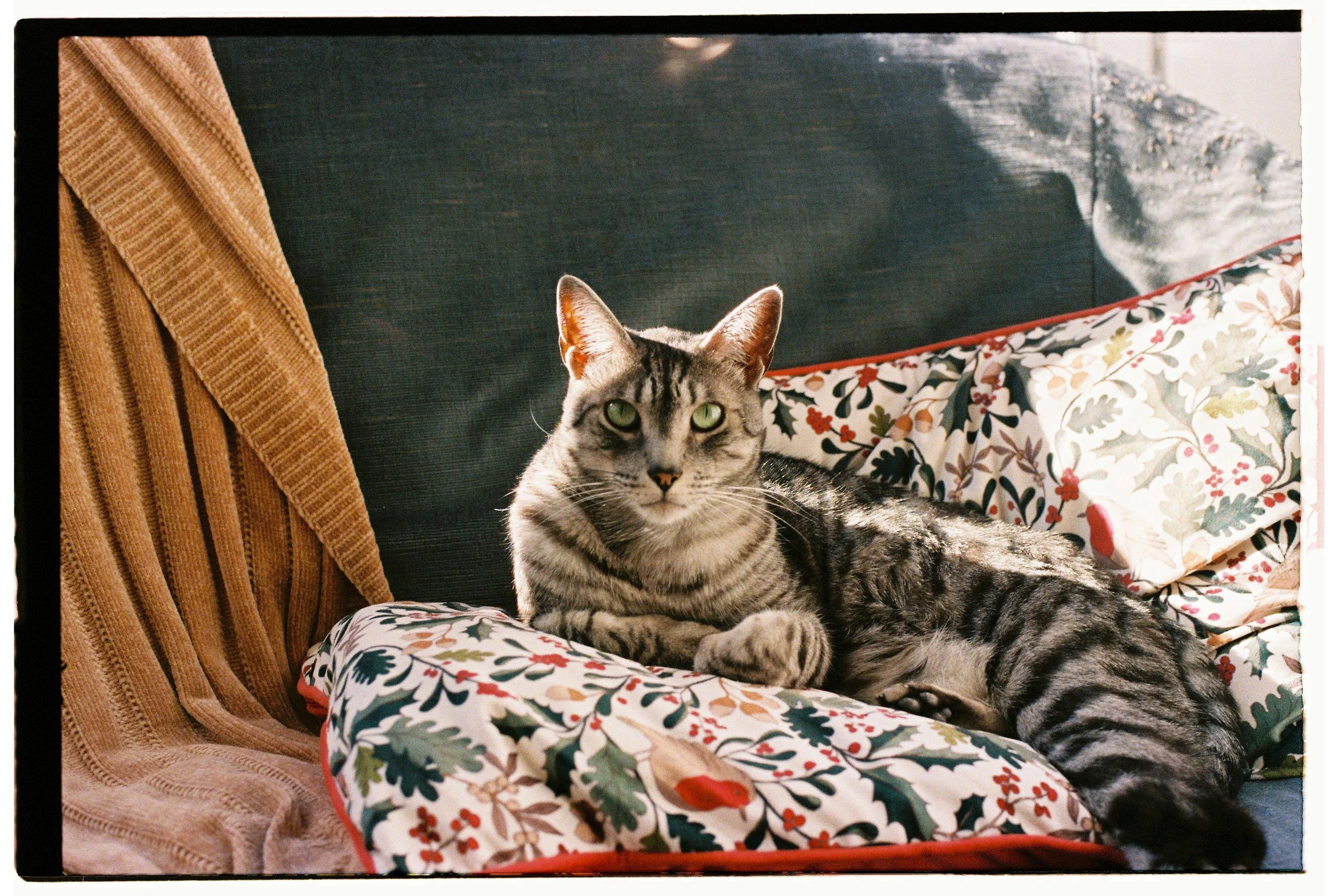 Jose Alfonso Gussianovich-2.jpg