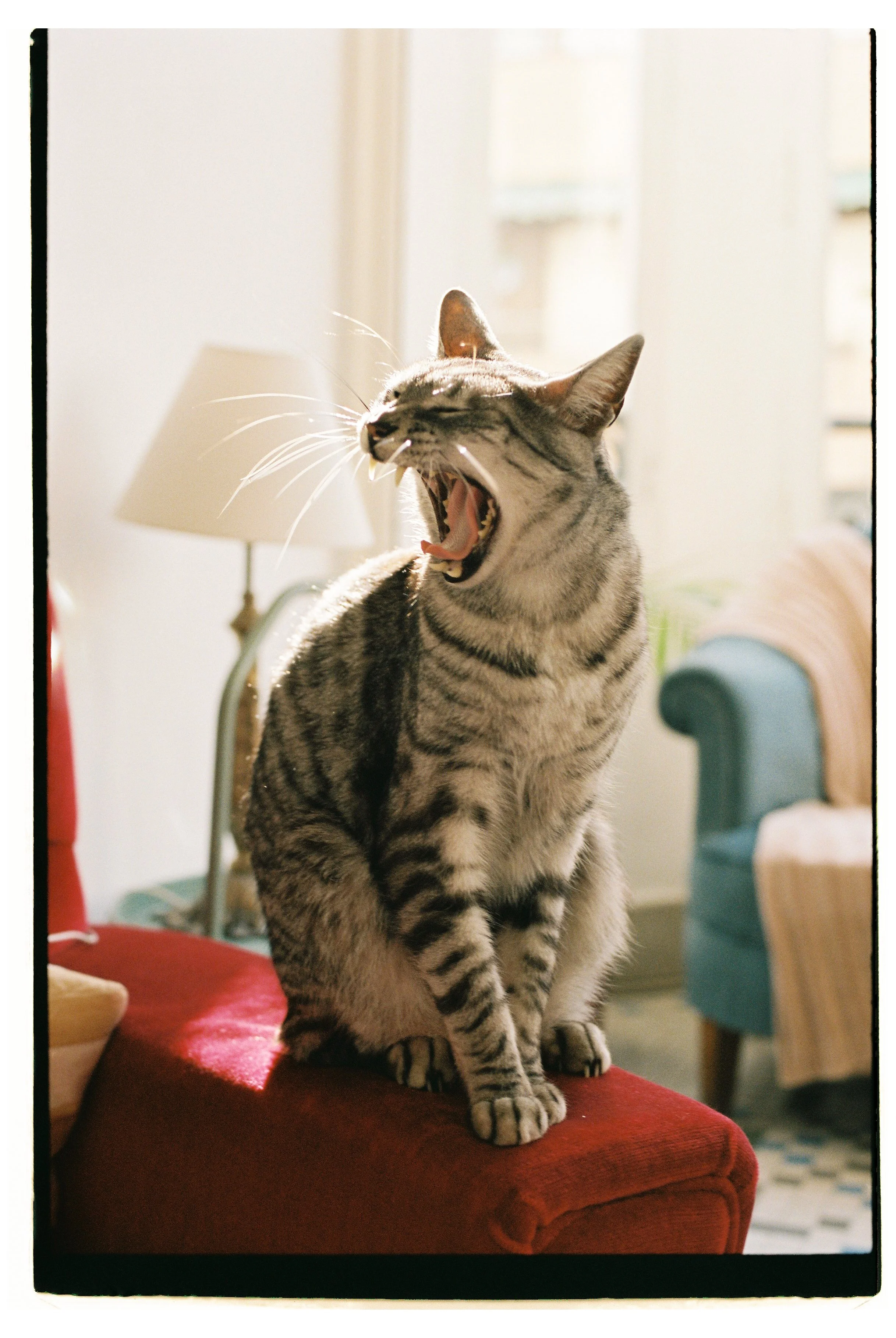 José Alfonso-2.jpg