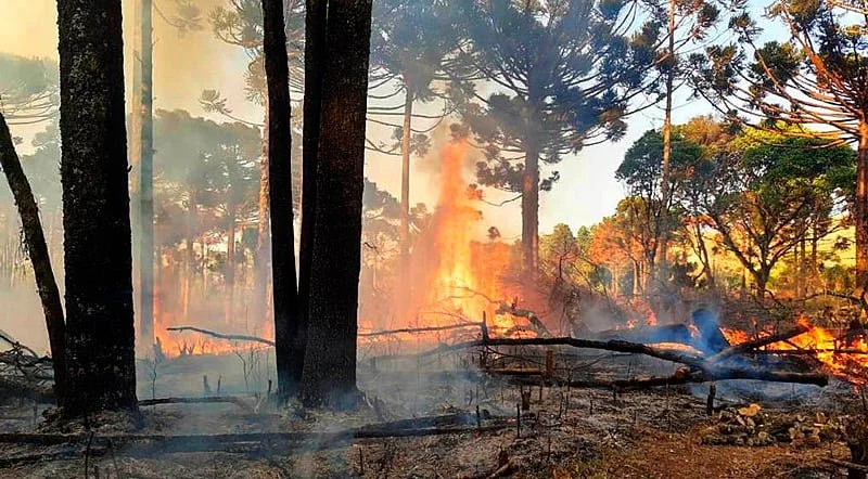 Por que Lula se omite sobre o “PL da Devastação”?