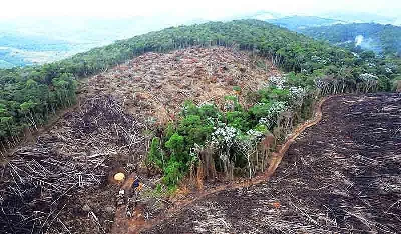 TFFF: uma aposta de que o capitalismo pode salvar o planeta