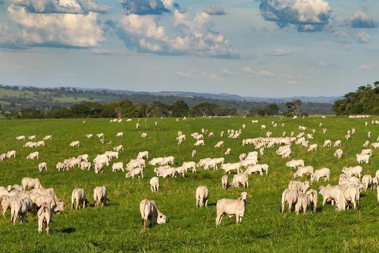 A carne que esquenta o planeta: maiores produtoras impactam tanto quanto petrolíferas