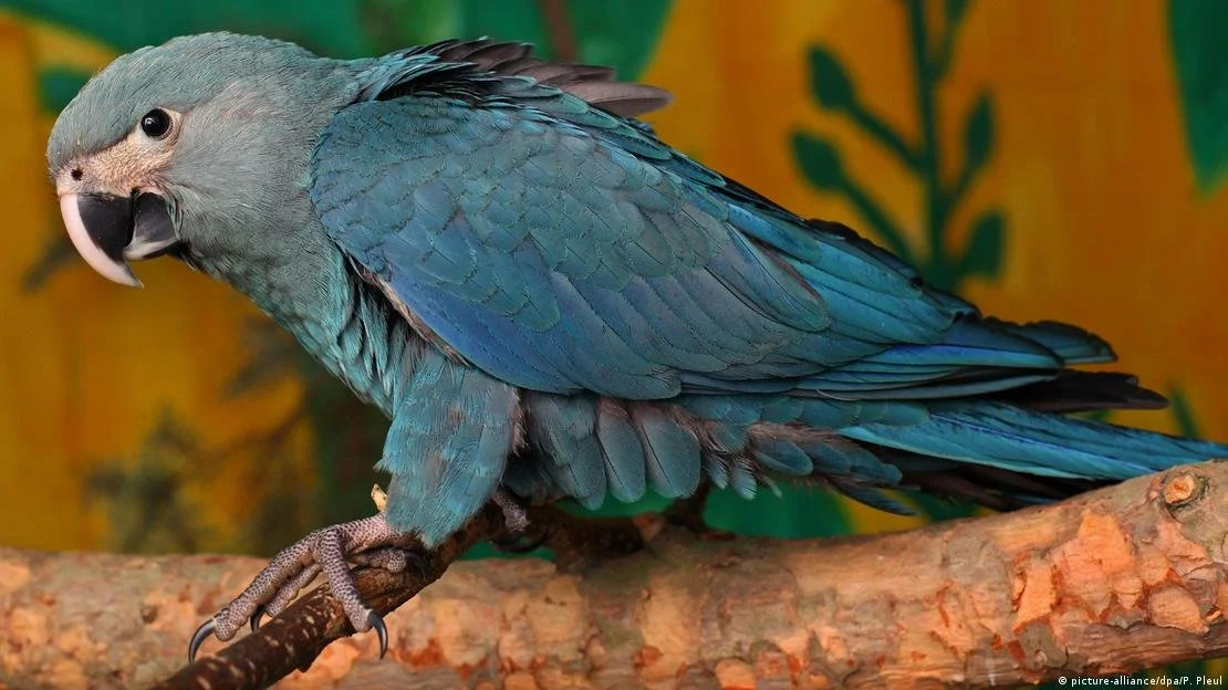 Vírus em ararinhas-azuis marca revés em plano de preservação
