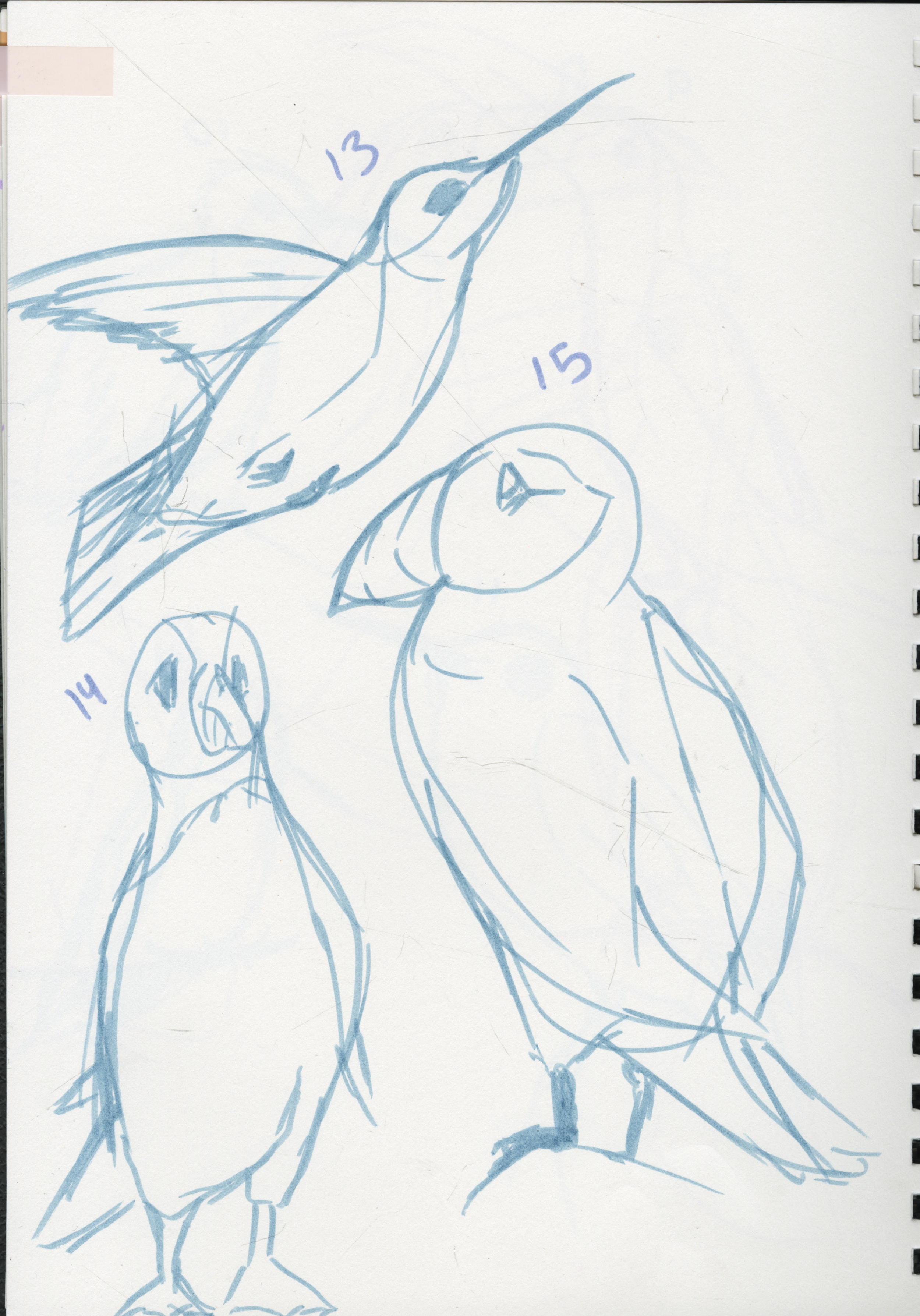 Puffin_Hummingbird.png