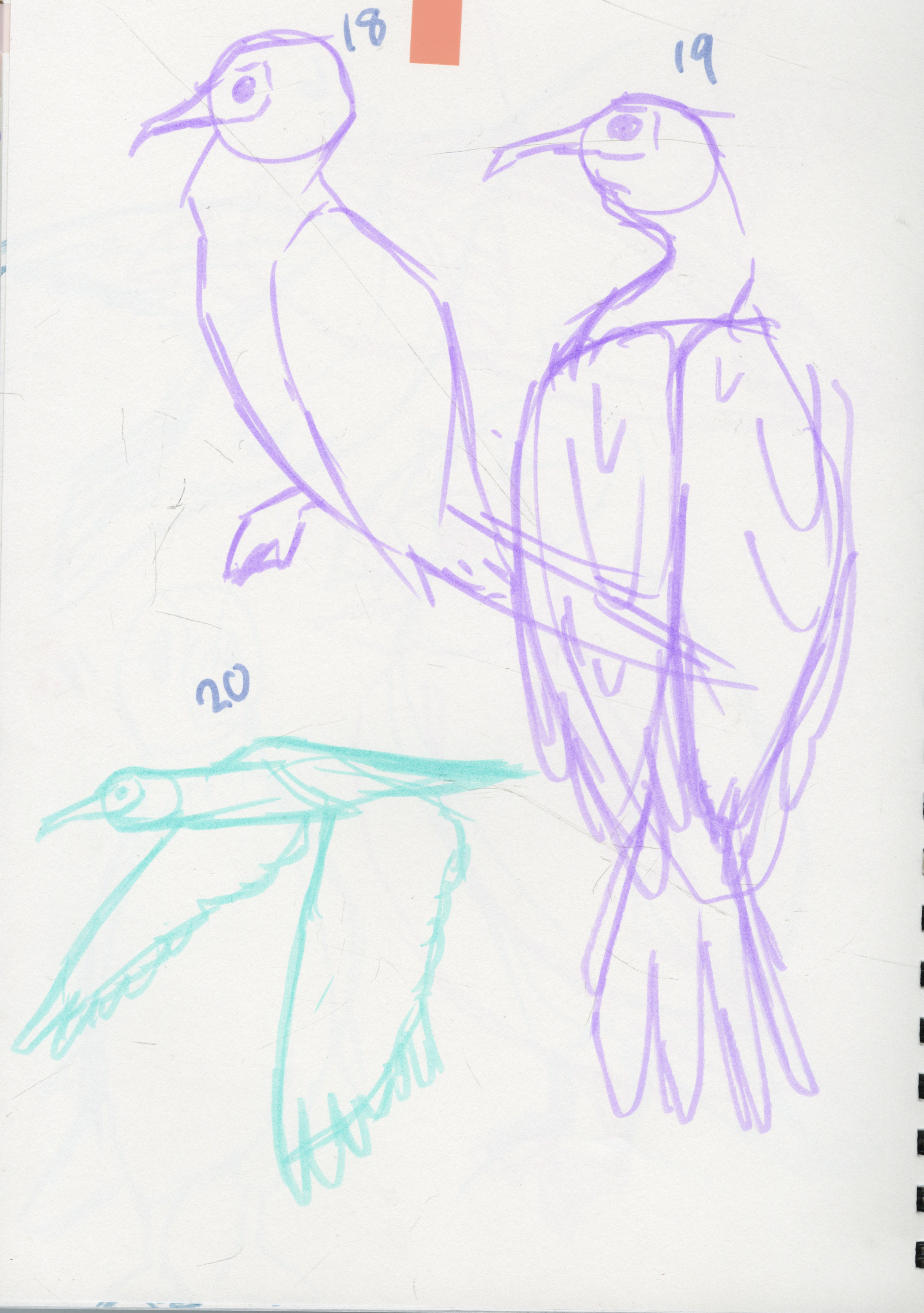 Assorted Birds.png