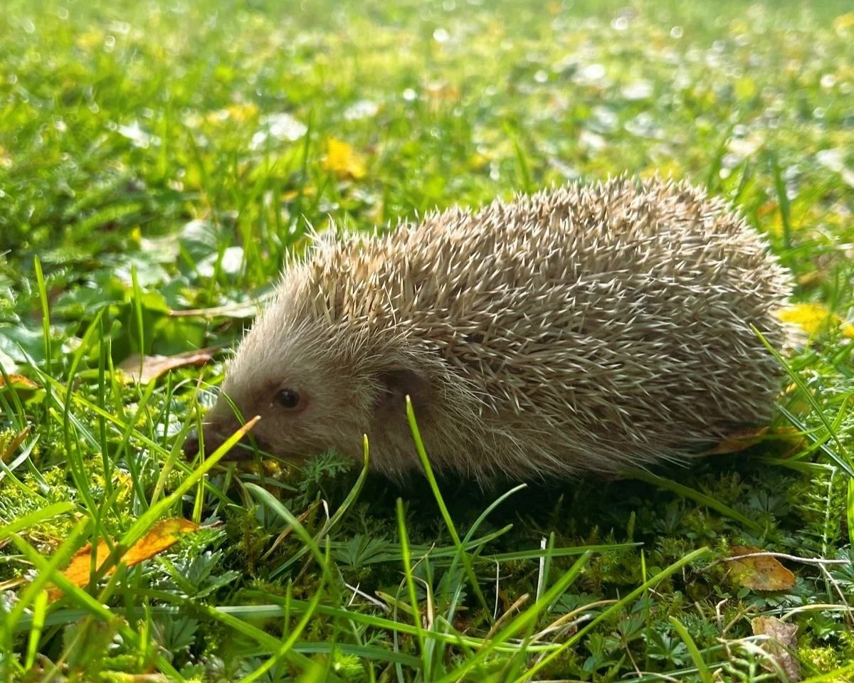 Igelkind in natürlicher Umgebung