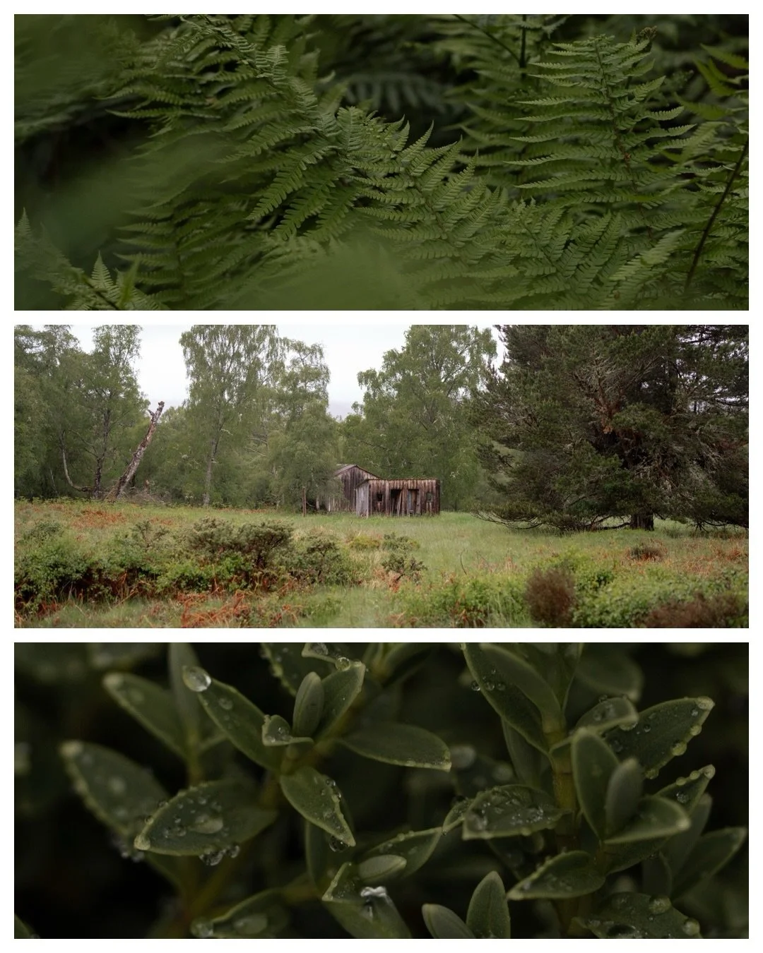 Capturing the lush green tones of the Scottish Highlands 🌿