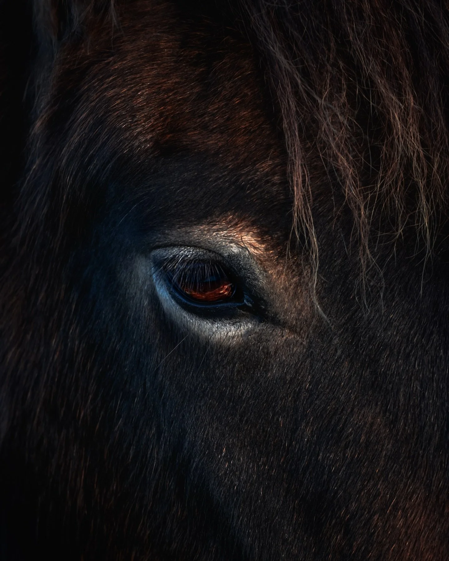 And so it begins&hellip;the year of the Fire Horse 🐎 

I&rsquo;ve loved horses ever since I was tiny - they&rsquo;re such magnificent beasts, so majestic with a powerful strength. I guess this is my year to embrace everything fully, move forward and