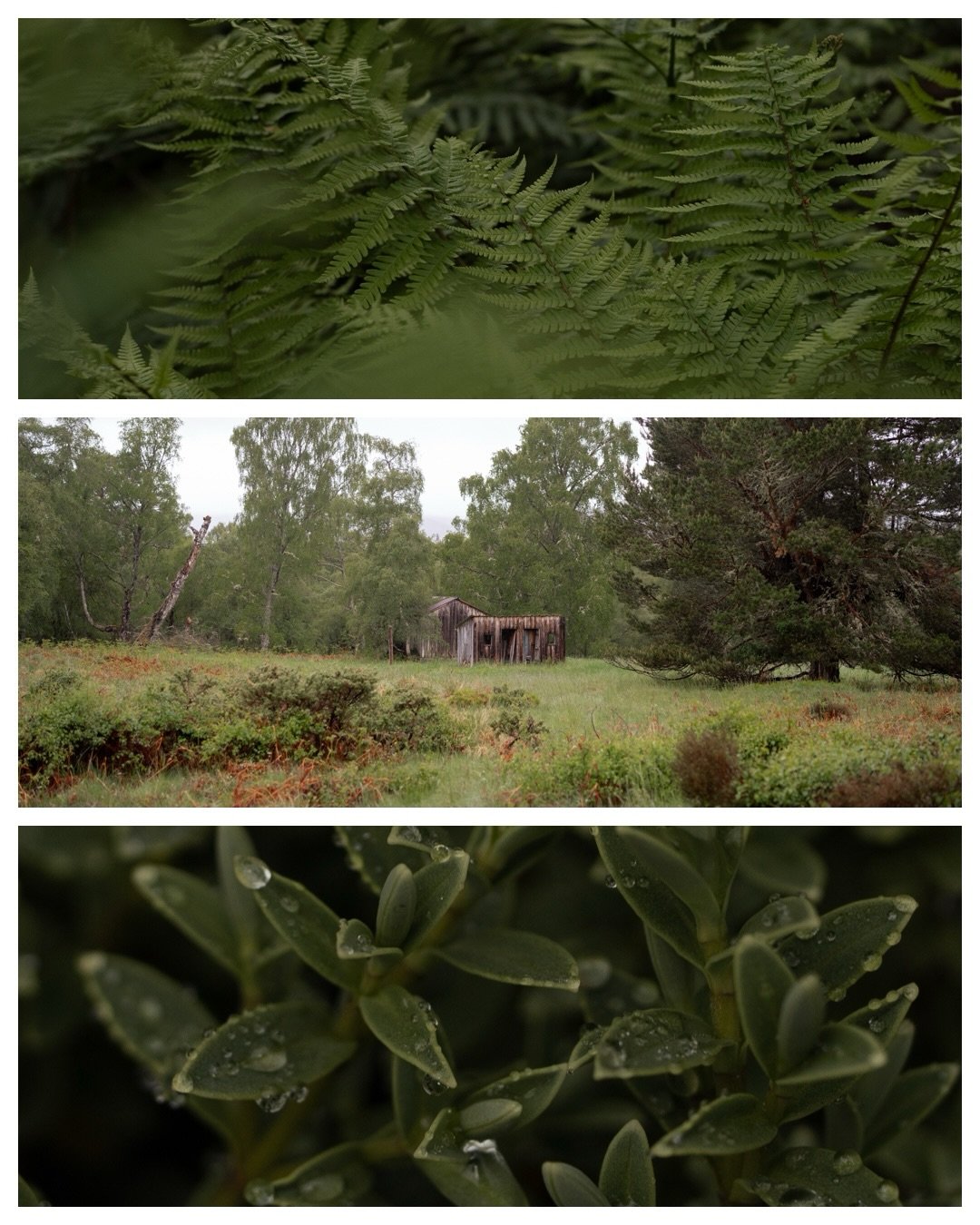 Capturing the lush green tones of the Scottish Highlands 🌿