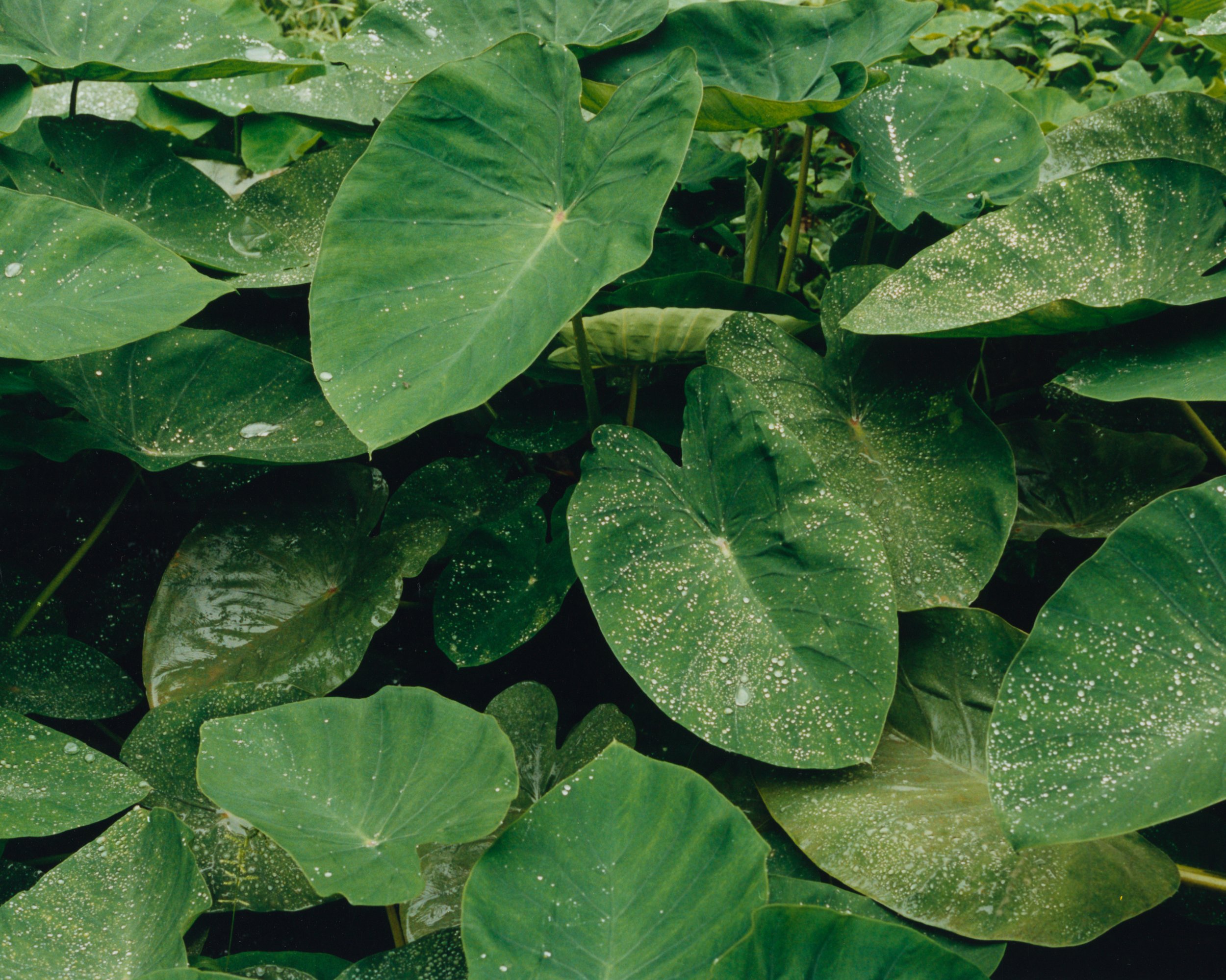 Feuilles d'une plante de jacinthe d'eau avec des gouttelettes d'eau sur la surface