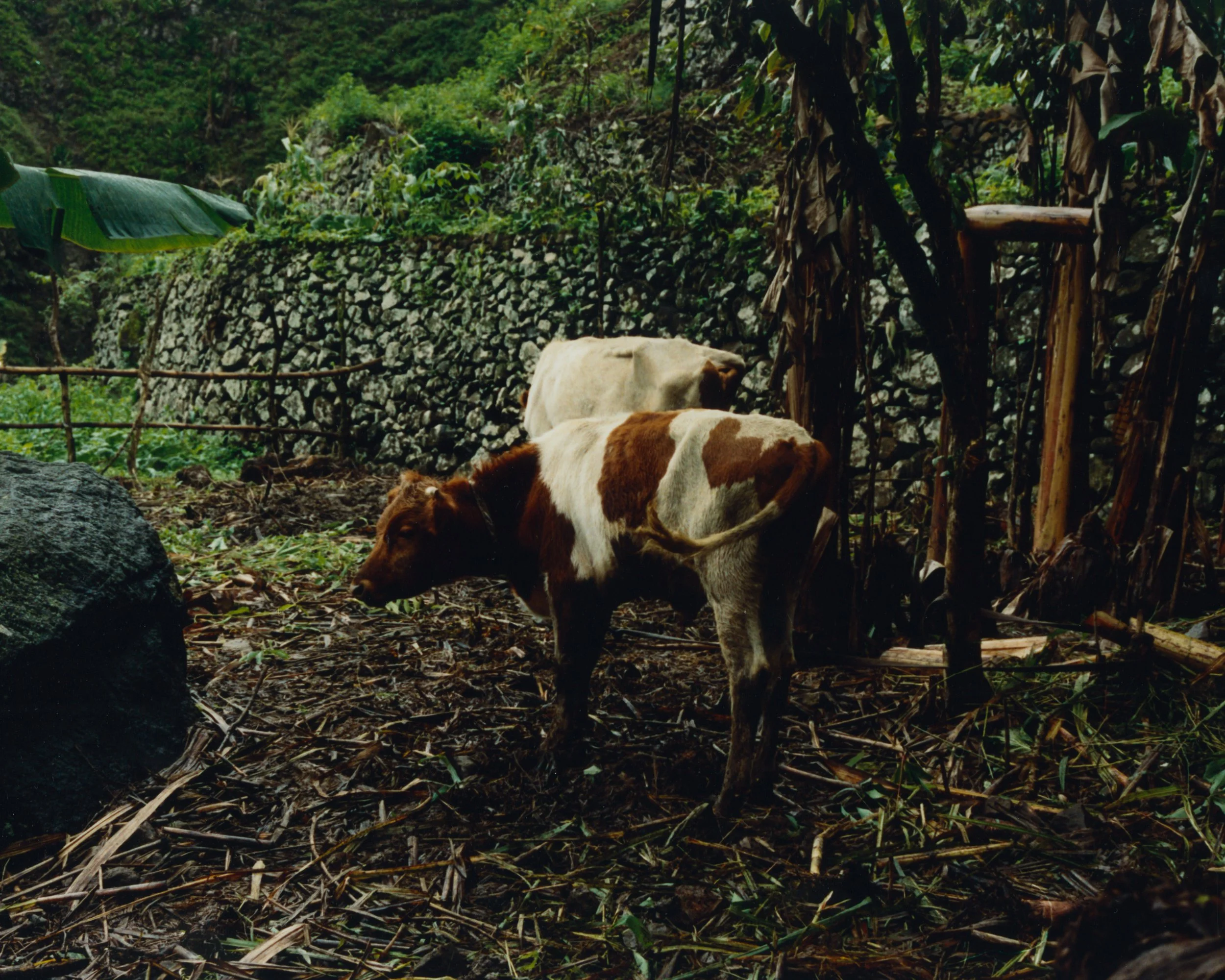 Deux vaches dans une ferme isolée en milieu rural, entourée de végétation dense et d'une barrière en bois.
